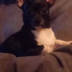 Meet your Posher, Felix